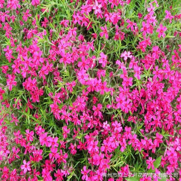 出售芝樱小苗   芝樱价格  花海专用芝樱苗 芝樱花海设计