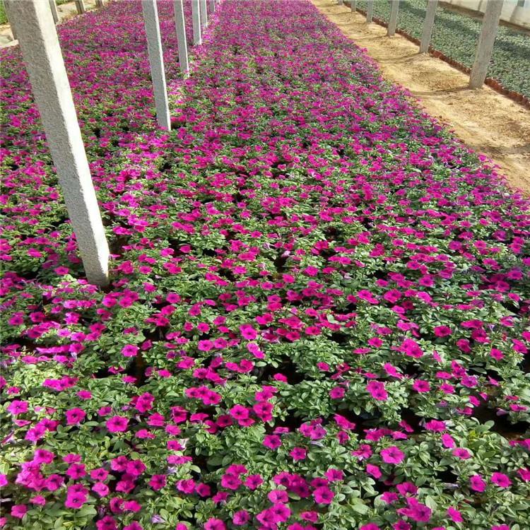 青州垂钓牵牛批发 垂吊牵牛小苗价格