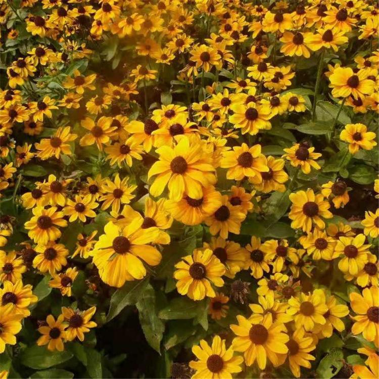 黑心菊小苗 我苗圃批发 青州黑心菊报价