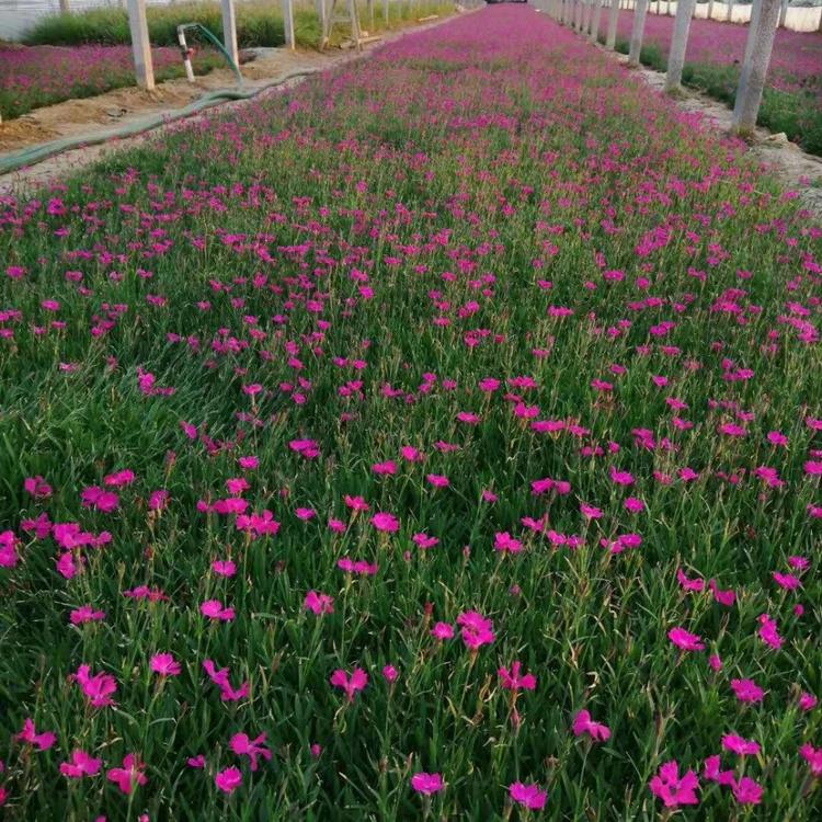 青州花卉市场 黄楼草花市场 山东草花地被市场 青州梓熙花卉苗木有限公司