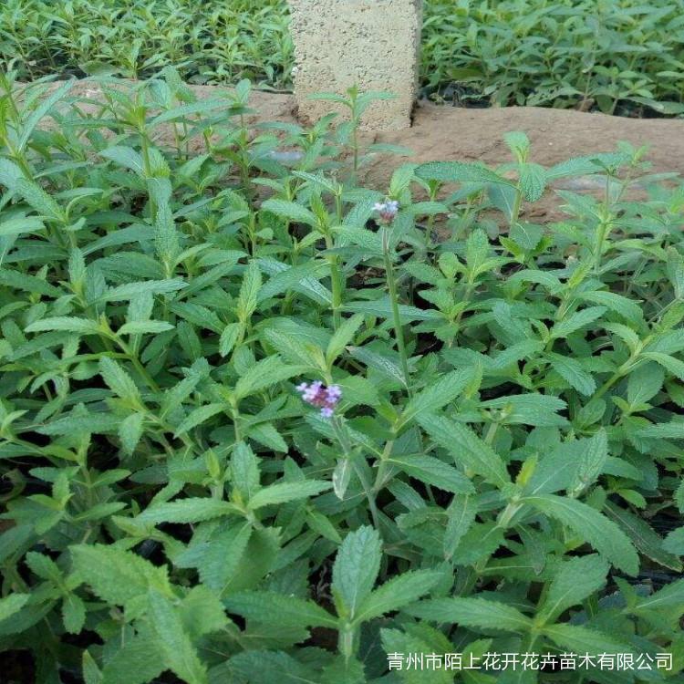 青州马鞭草小苗   马鞭草价格   马鞭草种植基地