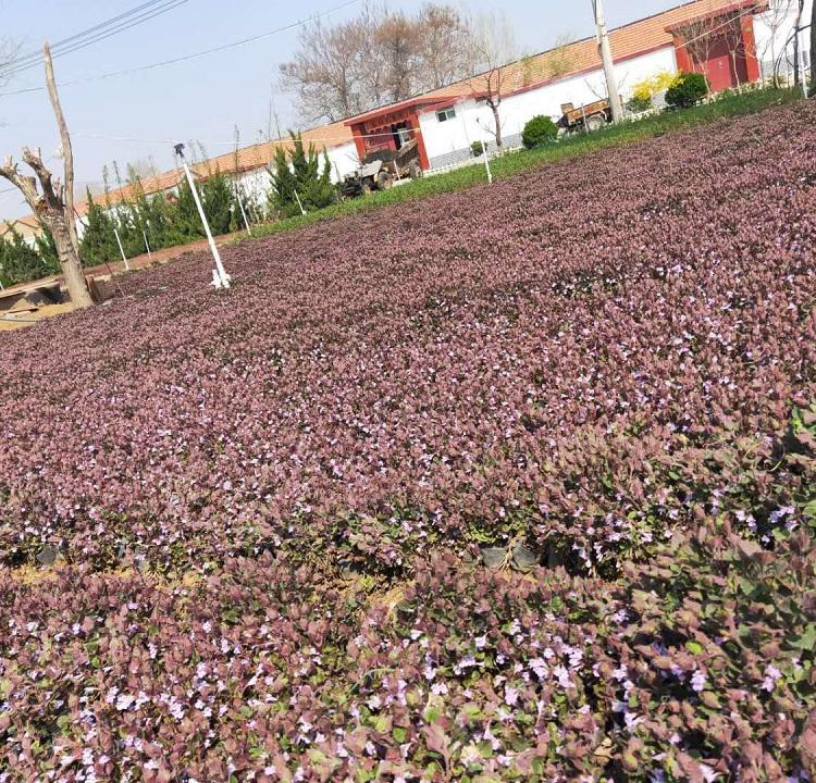 销售连钱草 连钱草供应基地 全国发货