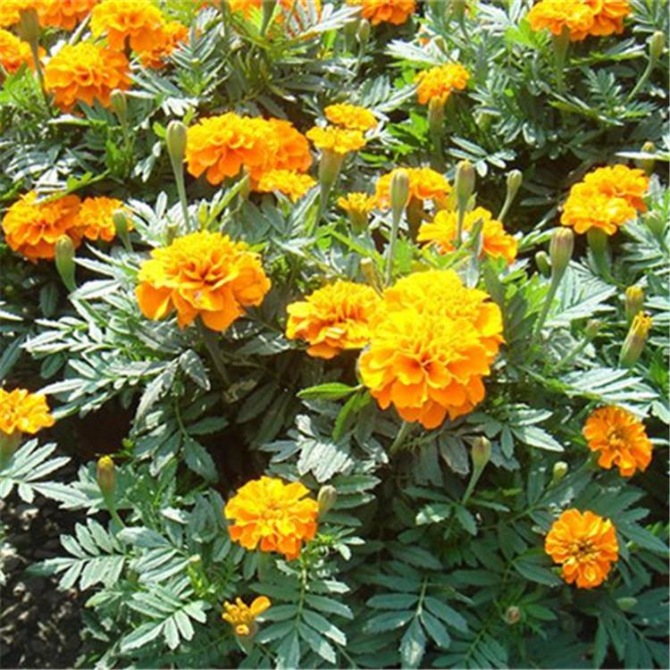 青州孔雀草批发 橙孔雀草价格 孔雀草小苗种植