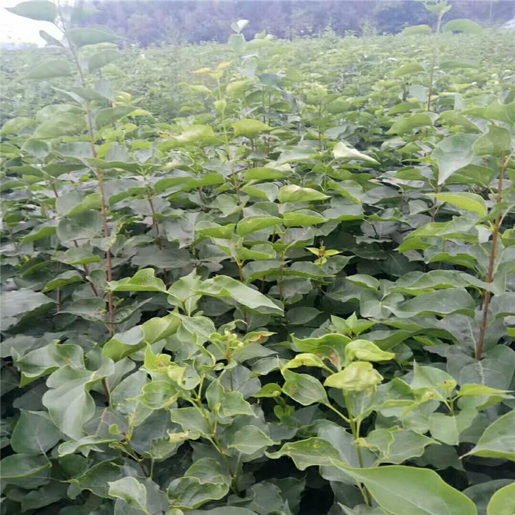 丁香苗圃自种自销   各种规格丛生丁香   紫丁香大量批发   欢迎苗圃参观