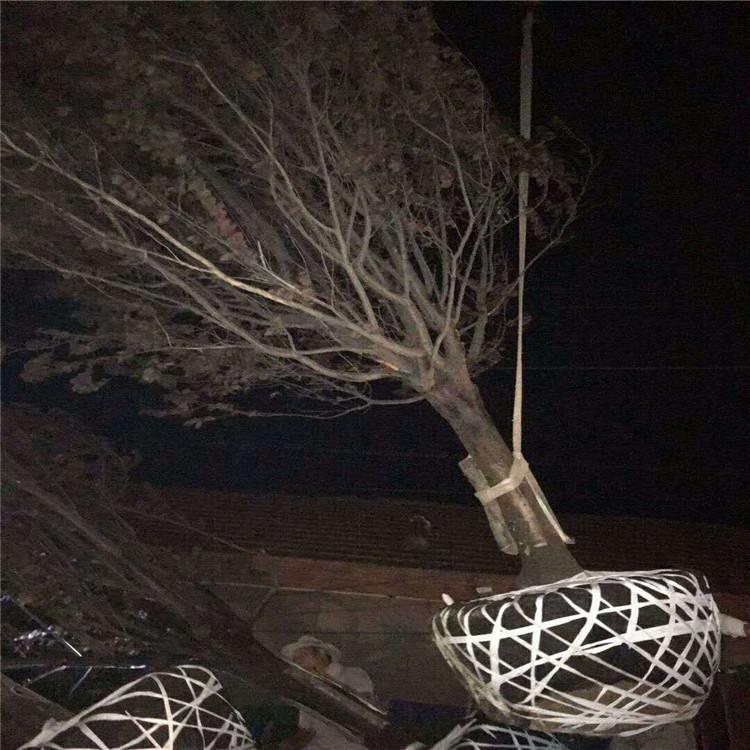 红叶李苗圃大量有货   红叶李自种自销   各种规格    量大价优