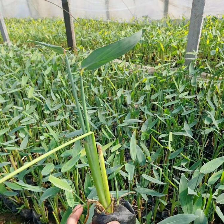 再力花种植基地 再力花价格 杯苗再力花价格 营养钵再力花