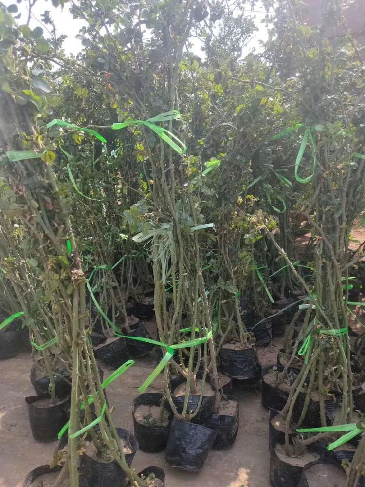 藤本月季批发 藤本月季小苗   青州 藤本月季种植基地 森木花卉