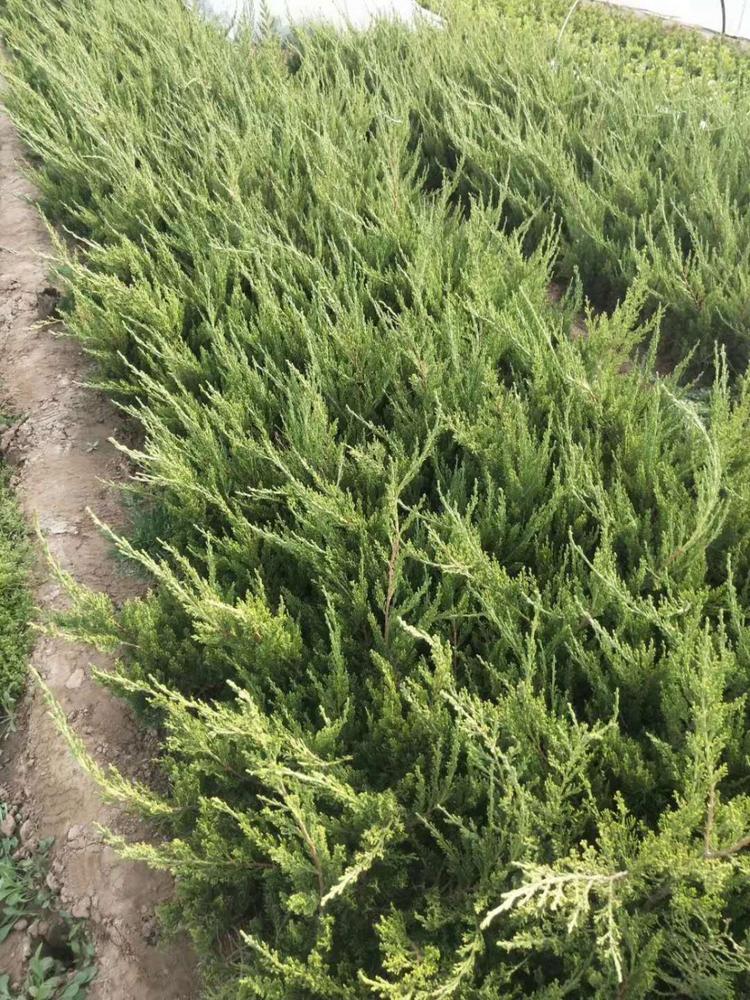 小龙柏批发 小龙柏  青州 小龙柏种植基地 森木花卉