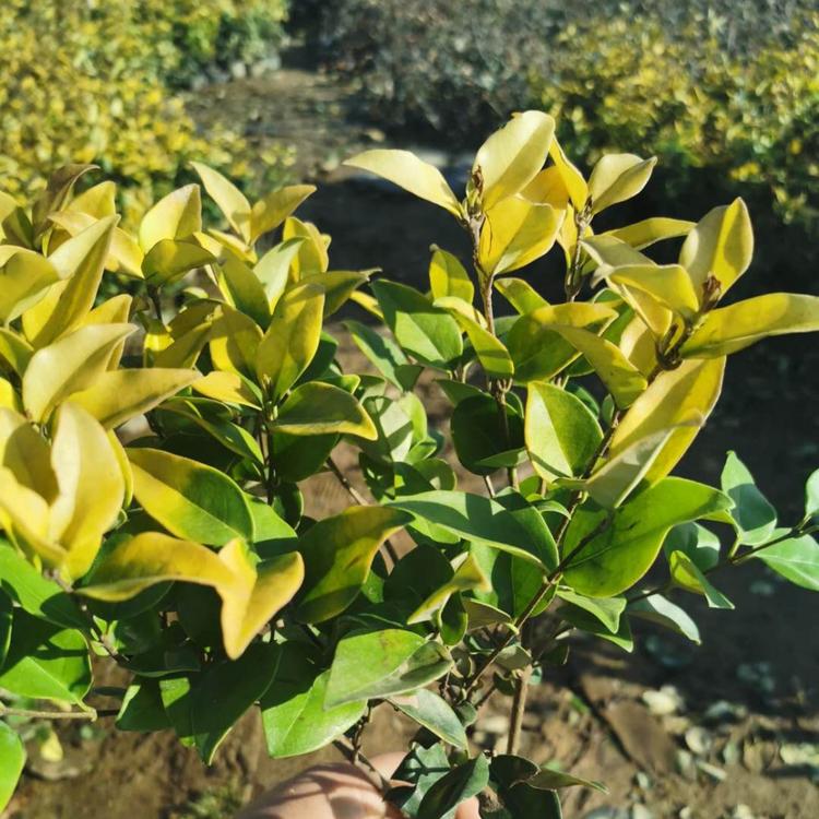 金森女贞批发 金森女贞  青州 金森女贞种植基地 森木花卉
