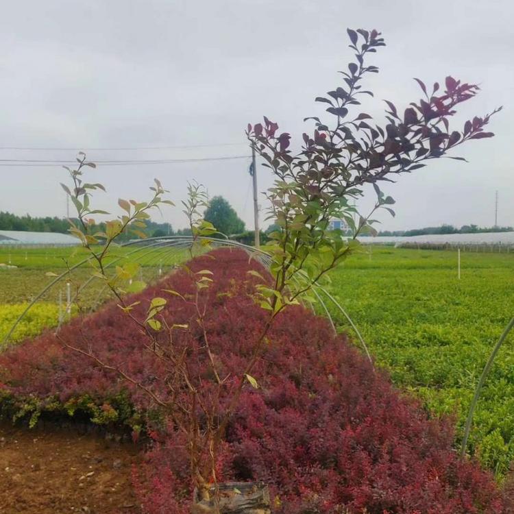 红叶小檗又名紫叶小檗