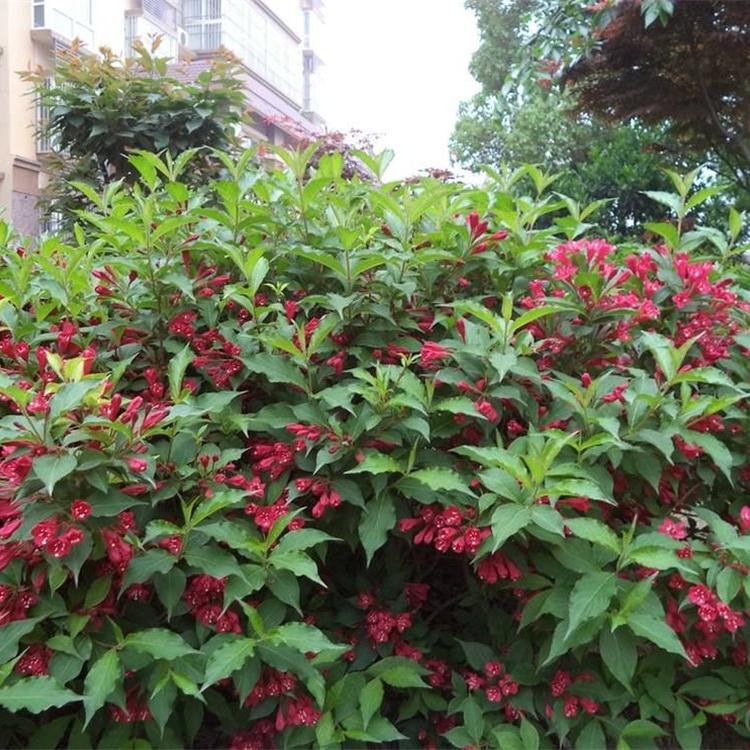 红王子锦带图片 红王子锦带开花图片