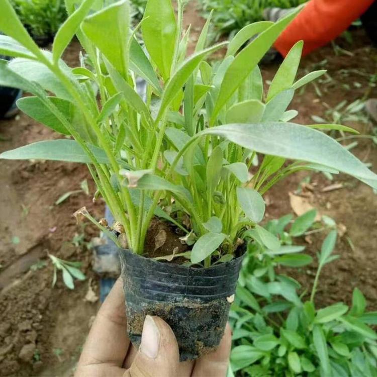 大花金鸡菊种植基地 青州草花种植基地 山东绿化苗木价格咨询 俊宇