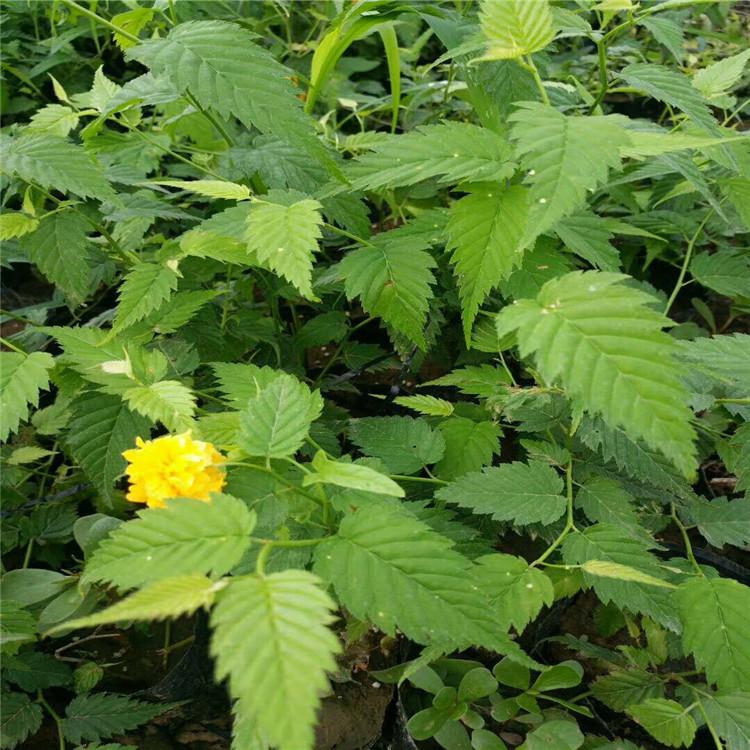 棣棠苗圃现货供应   全国发货   棣棠球大量批发   欢迎咨询    营养杯棣棠
