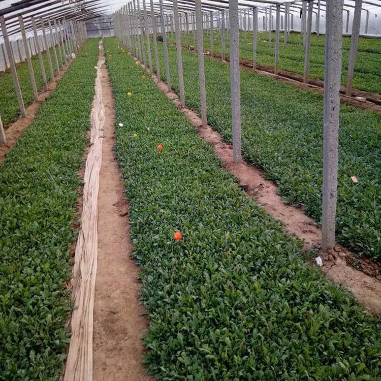 苗圃批发冰岛虞美人 销量好的的冰岛虞美人种苗