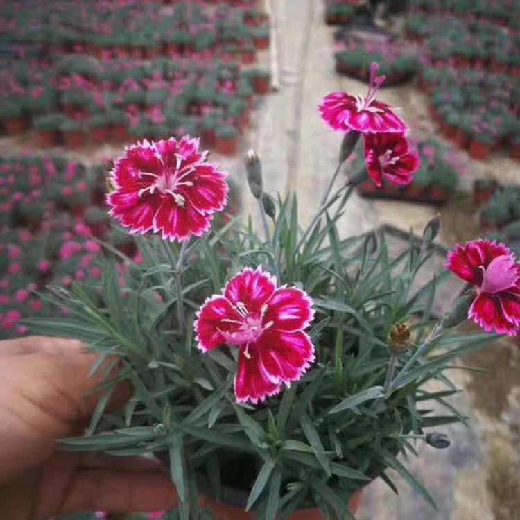 多年生草本花卉 彩虹石竹小苗批发 青州种植基地 忠浩