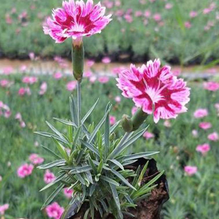 耐阴宿根花卉 忠浩彩虹石竹小杯苗 花色漂亮