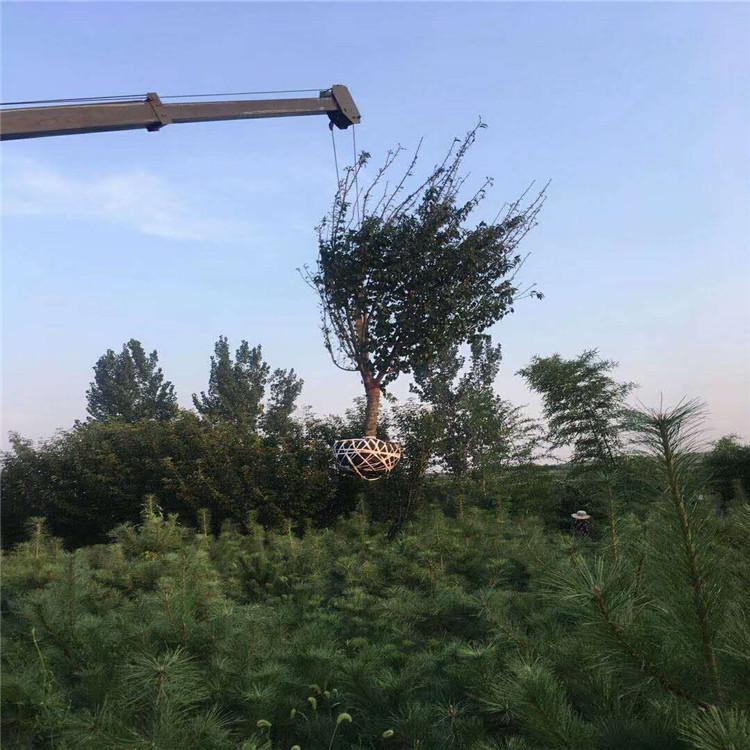 樱花树苗木  早樱花树 樱花树批发  绿化苗木 观赏树