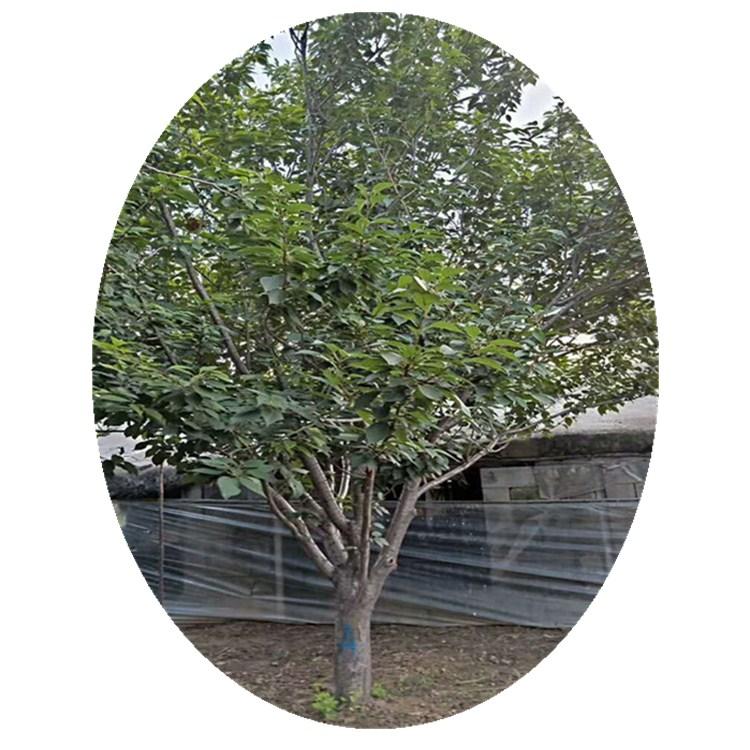 早樱花树  临朐樱花树批发  绿化苗木  长期供应