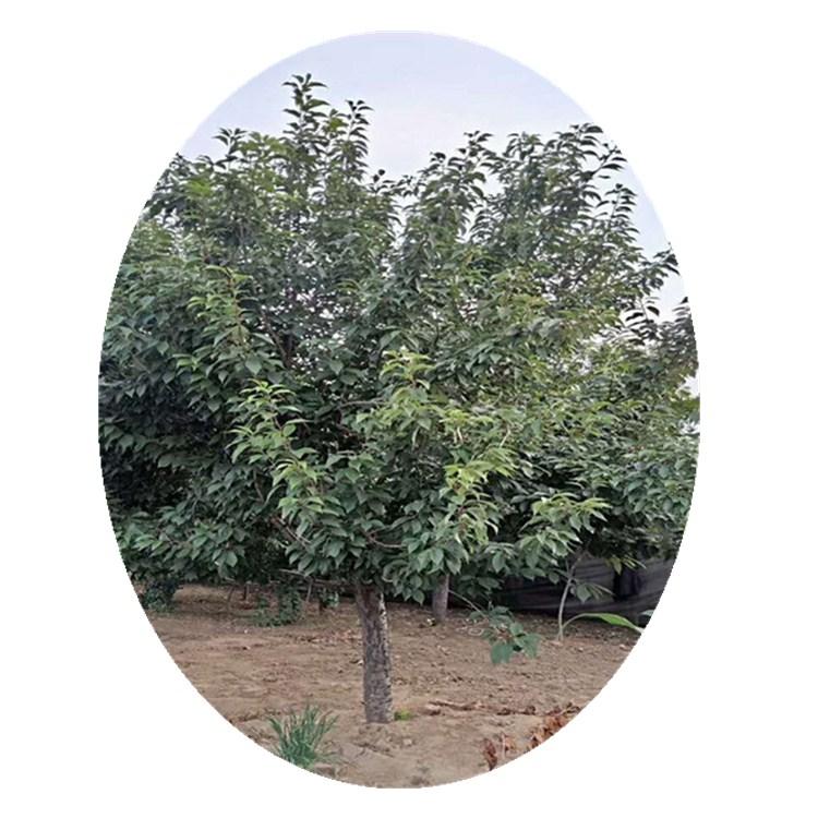 樱花  樱花苗报价  琪骏樱花  大量直销  货源充足