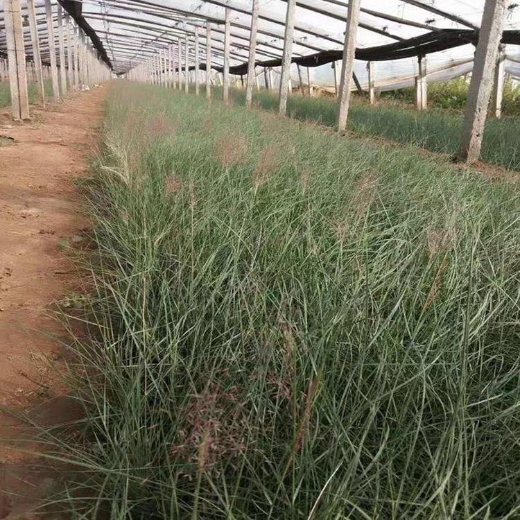 粉黛乱子草价格咨询俊宇花卉 粉黛乱子草种植基地
