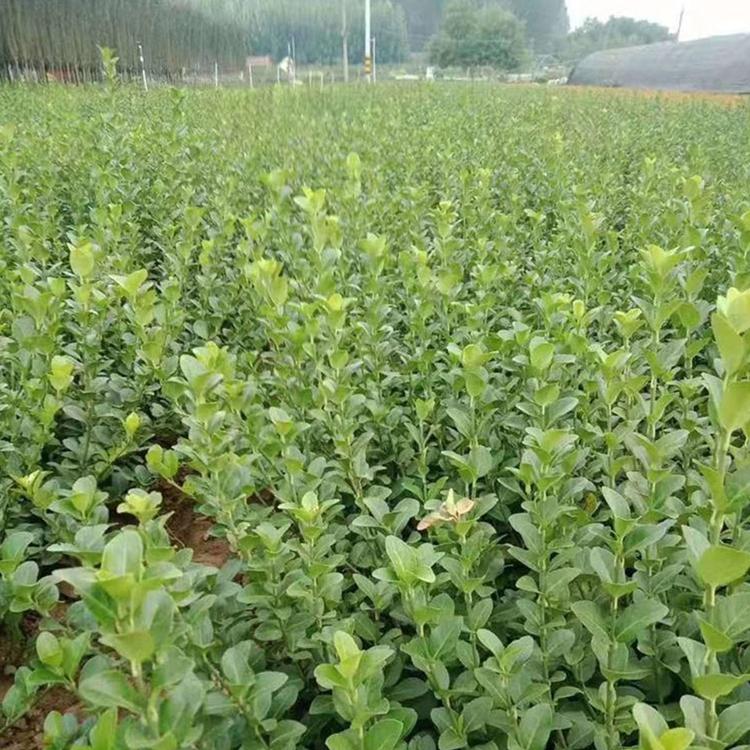 卫矛批发  小卫矛  基地直销 量大价优