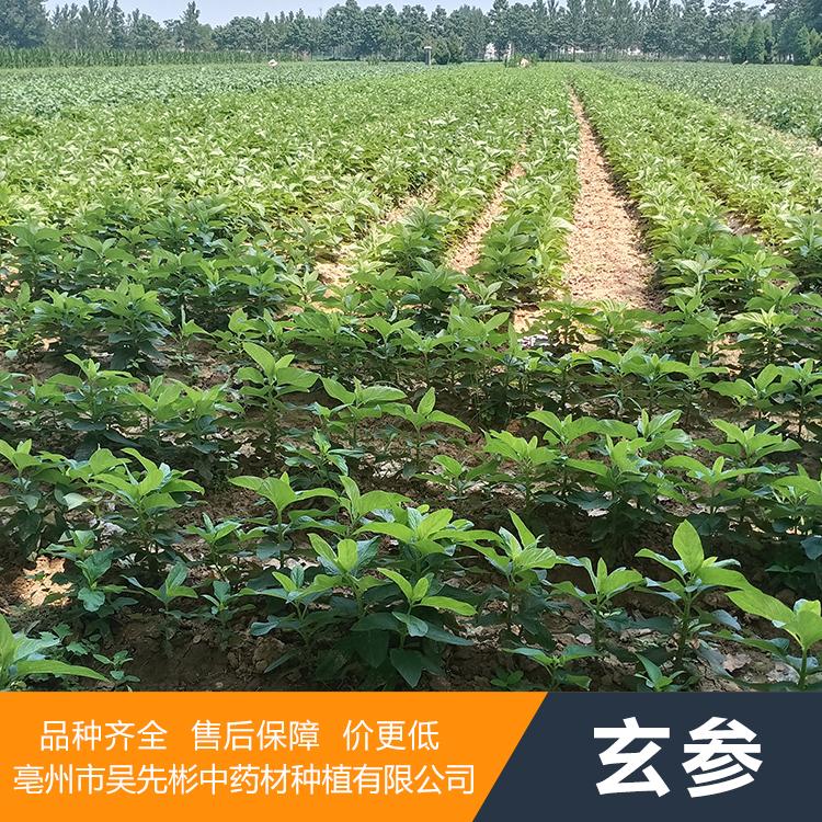 玄参种苗 芽子 参种苗 玄参秧苗