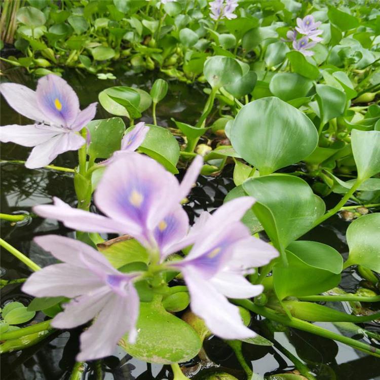 水葫芦小苗批发