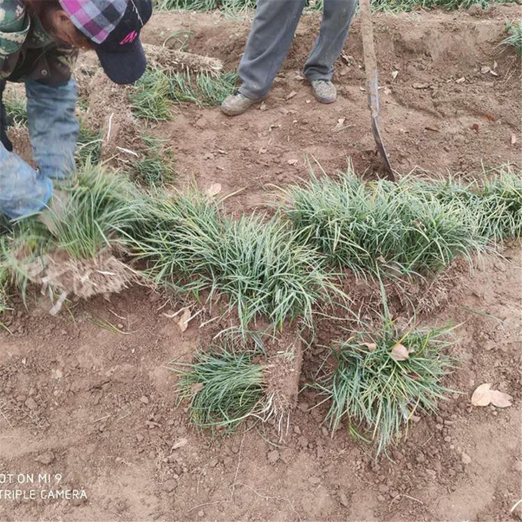 麦冬批发价格 不上盆的麦冬草 青州麦冬草
