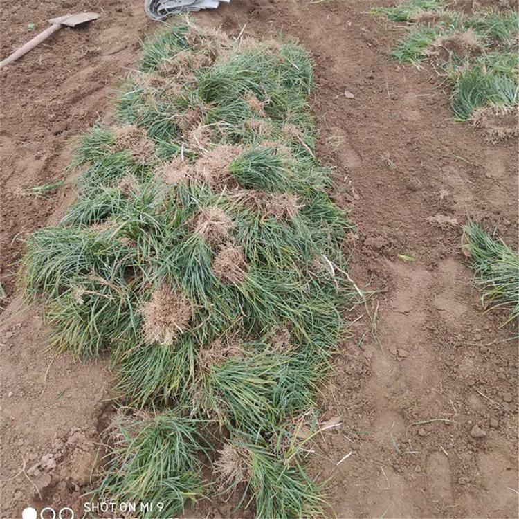 山东麦冬批发价格 品质好的麦冬种苗 麦冬批发价格