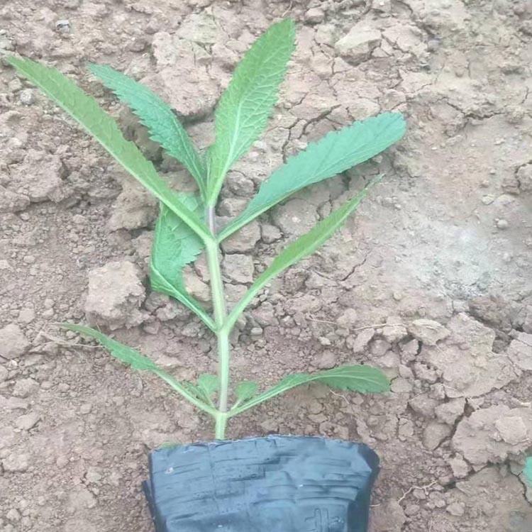 柳叶马鞭草种植 新希望基地培育柳叶马鞭草