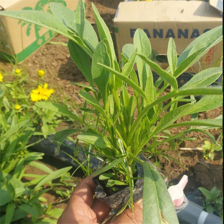 大量批发金鸡菊杯苗 青州大量销售金鸡菊 金鸡菊杯苗