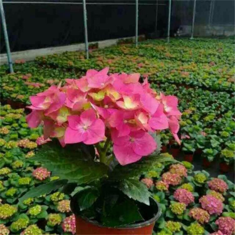 八仙绣球花苗批发 八仙绣球花价格