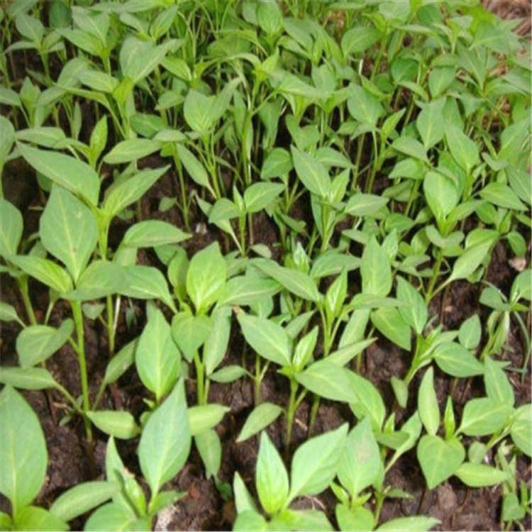 山东辣椒苗 露地种植 长辣椒苗 种苗基地
