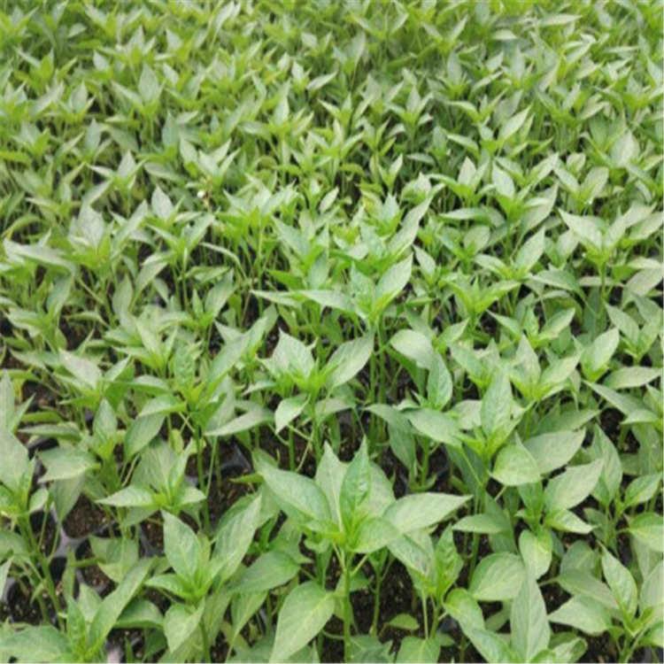 耐热耐寒辣椒苗 露地种植 辣椒种苗 厂家