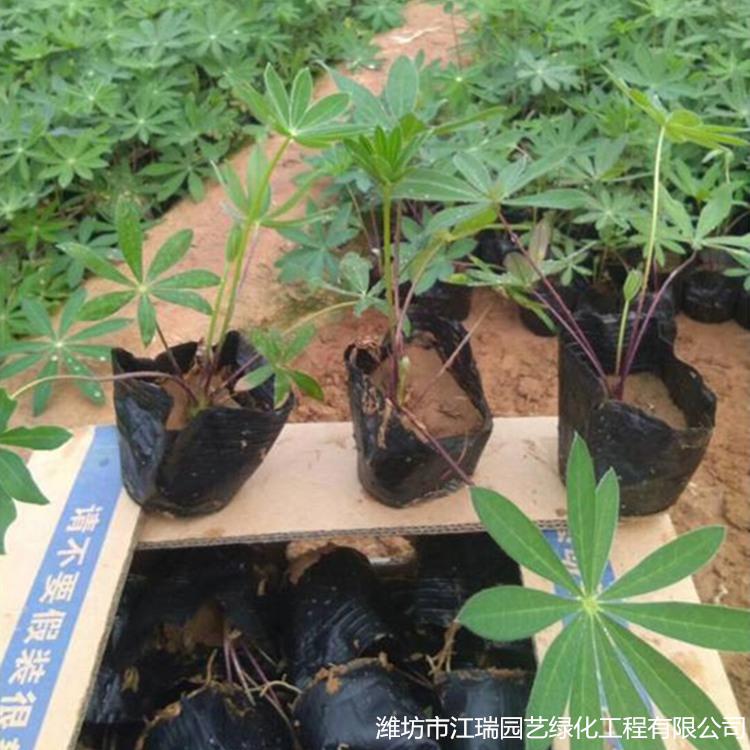 羽扇豆小苗批发 鲁冰花小苗价格