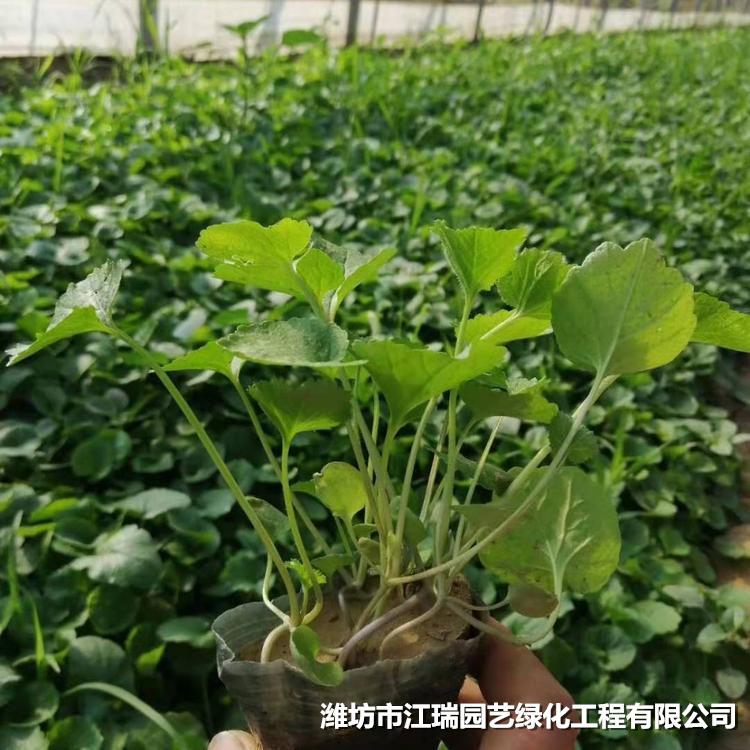 二月兰批发 二月兰小苗价格