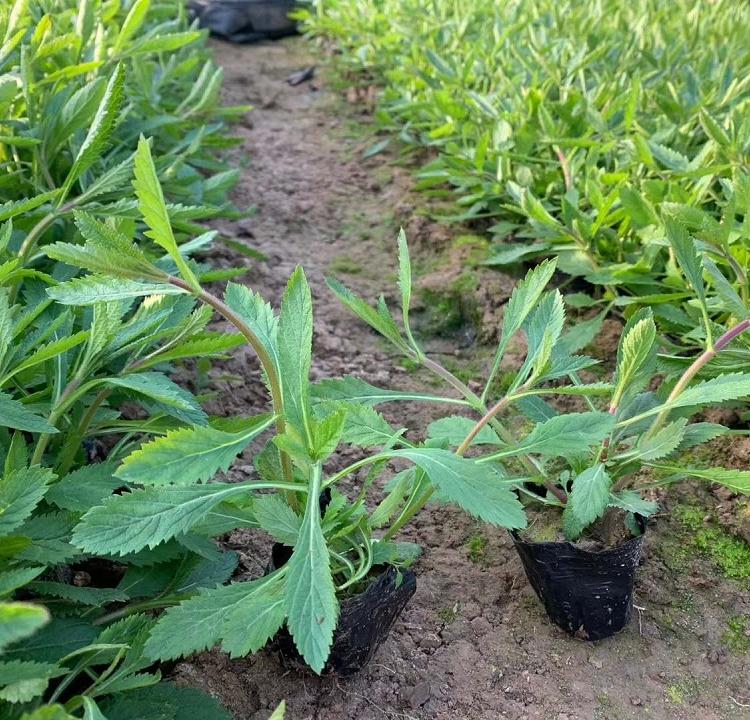 马鞭草基地马鞭草花海工程马鞭草批发马鞭草小苗