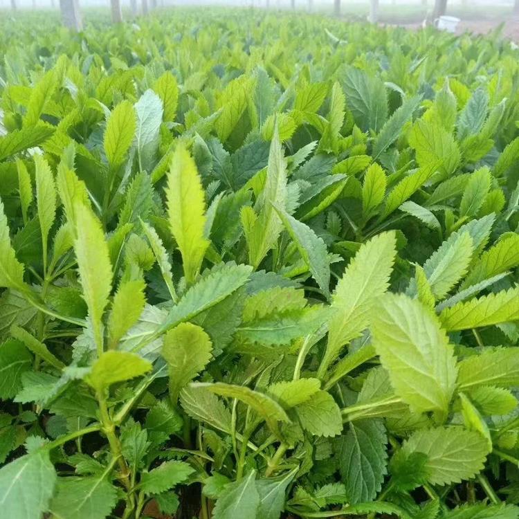 柳叶马鞭草 山东青州草花 马鞭草花苗批发 质优价廉