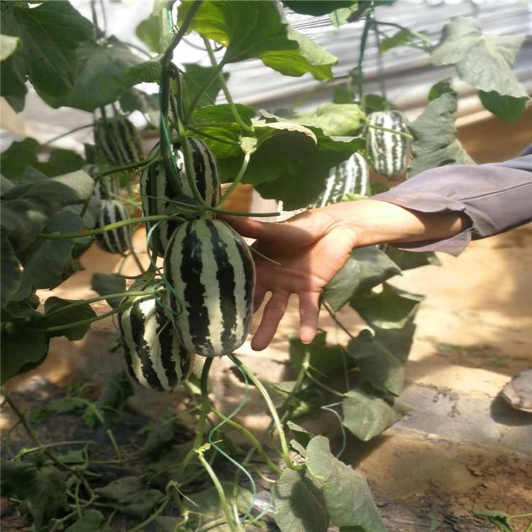 嫁接博洋苗 长势好  嫁接甜瓜苗 果型大 种苗基地直销