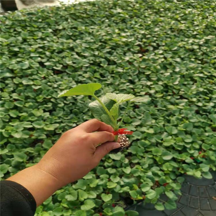 抗病毒博洋苗 薄皮甜瓜苗 博洋种苗 种苗基地直接运输