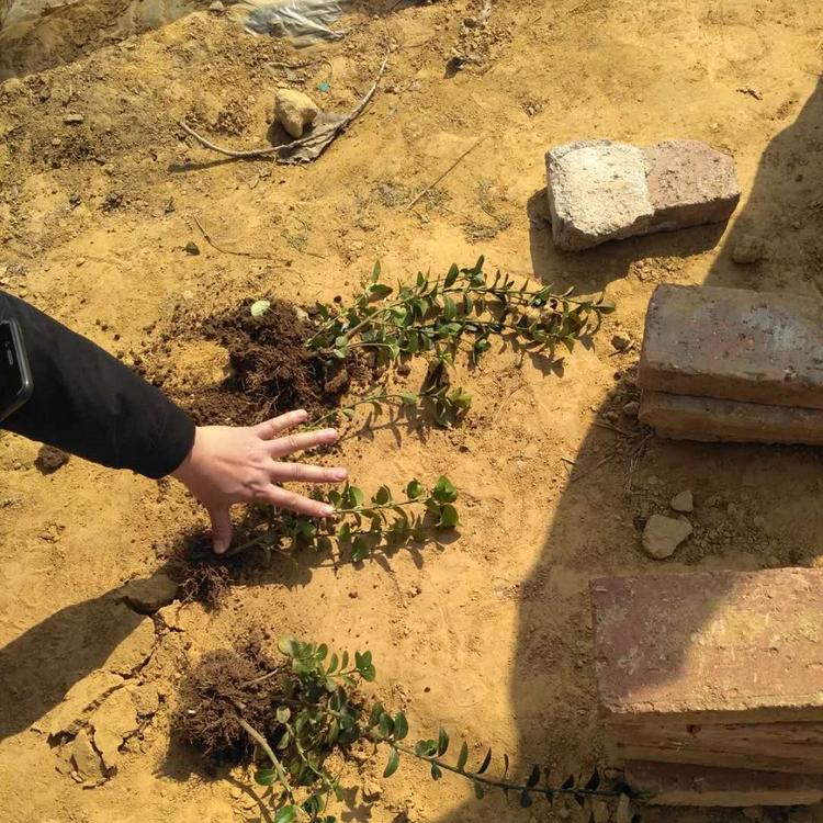 卫矛种植基地  山东卫矛价格   卫矛批发厂家