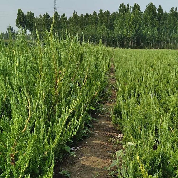 现货供应小龙柏 小龙柏供应商 欢迎致电