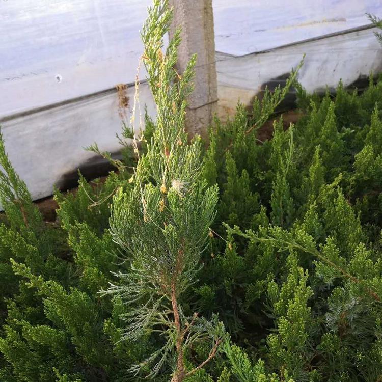 工地绿化小龙柏 青州小龙柏球价格 梓熙花卉