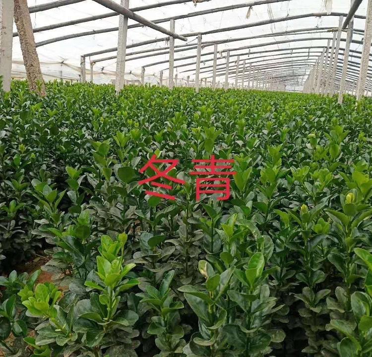 冬青苗 冬青小苗 基地出售供应冬青树苗