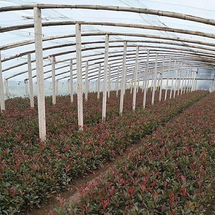 红叶石楠的价格 小苗红叶石楠 红叶石楠树价格 梓熙花卉