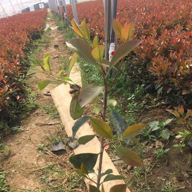 山东红叶石楠价格 红叶石楠种植基地