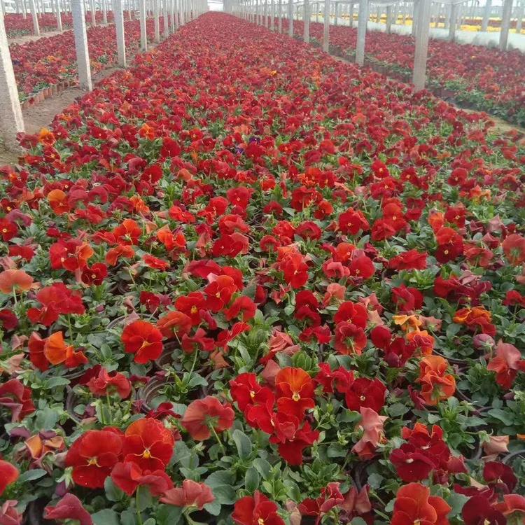 三色堇种植基地 三色堇批发 三色堇报价 梓熙花卉