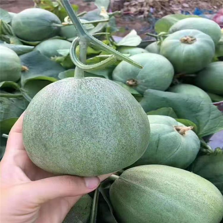 大量批发销售绿宝甜瓜种苗  颖霖新品上市 量大从优