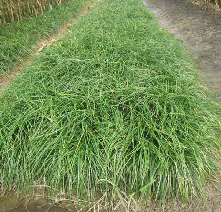 麦冬种植基地  麦冬报价  山东麦冬价格