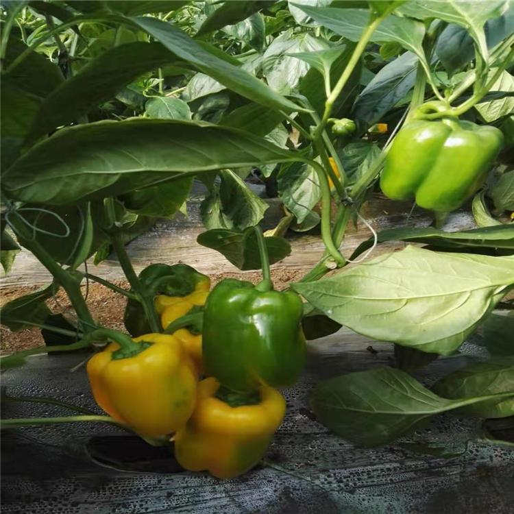 供应微甜彩椒苗  颖霖黄色彩椒苗批发  种苗量大价优